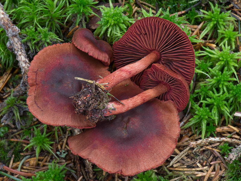 Cortinarius vitiosus